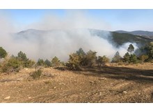 10 hektarlık alan yangında zarar gördü