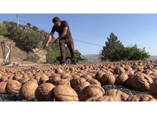 Oğuzlar cevizinde hasat dönemi