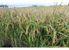 Çeltik taban fiyatı 13.500 TL