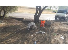 Sungurlu Belediyesi sokak hayvanlarını ihmal etmiyor