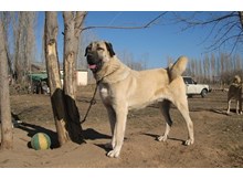 Türk çoban köpeği ırkları, podyuma çıkacak