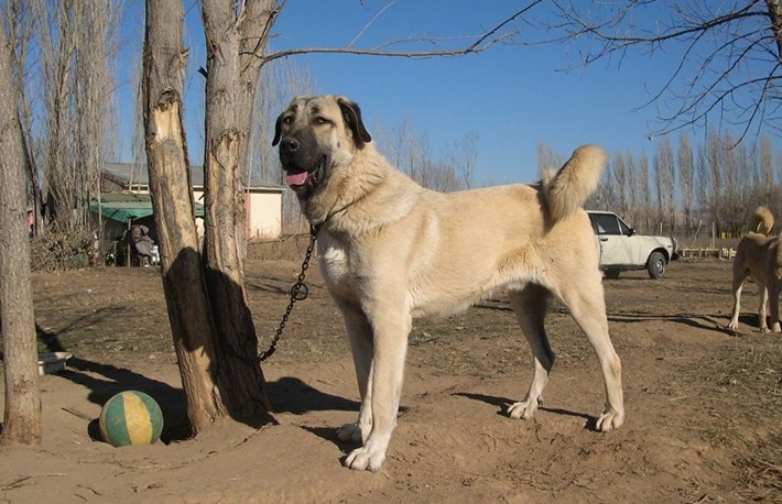 sivas kangalı