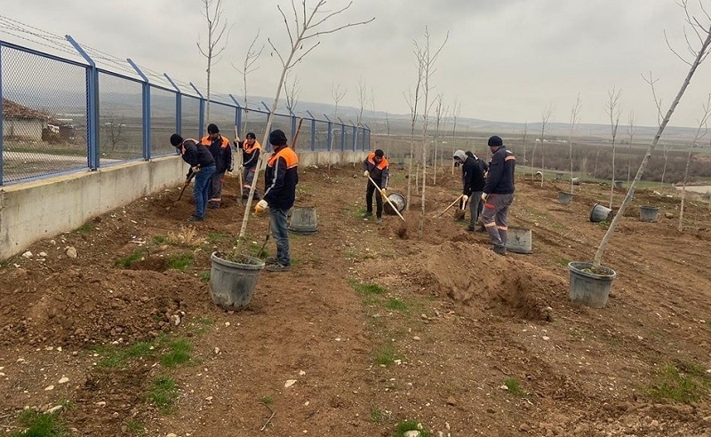 SUNGURLU'DA 500 AĞAÇ TOPRAKLA BULUŞTU
