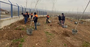 Sungurlu'da 500 ağaç toprakla buluşturuldu