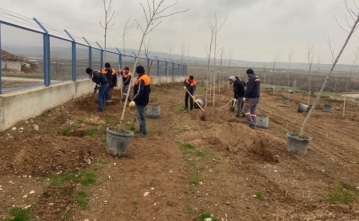 SUNGURLU'DA 500 AĞAÇ TOPRAKLA BULUŞTU