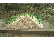 Meşhur Kışlacık pırasası rekor üretime koşuyor