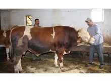 “Paşa” size kurban olsun!