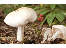 Mantardan zehirlenen 8 kişi hastanelik oldu